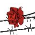 rosa e filo spinato